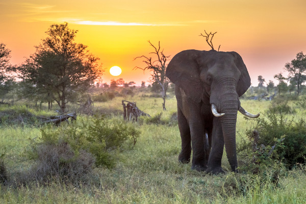 Elefante caminhando em paisagem na África do Sul.