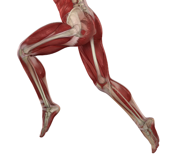 Músculos e ossos das pernas, que formam sistemas do corpo humano.