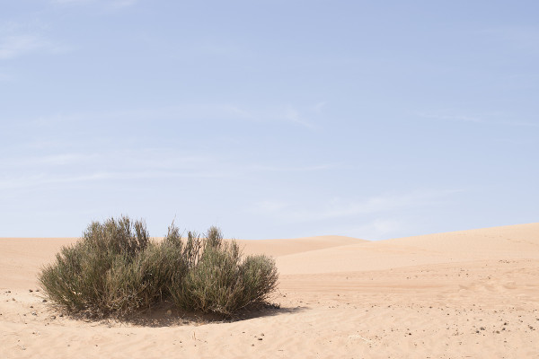 Arbusto, vegetação típica do deserto.