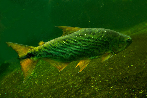 Dourado, espécie de peixe que está entre os animais do Pantanal.