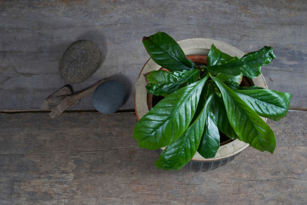 Chacrona (Psychotria viridis), planta usada no xamanismo, em vaso sobre superfície de madeira e ao lado de pedras e galhos.