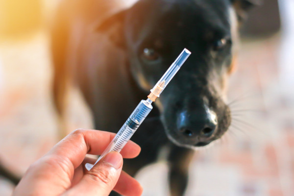 Mão segura vacina contra raiva diante de cachorro. Na seringa, lê-se: Discard after use.