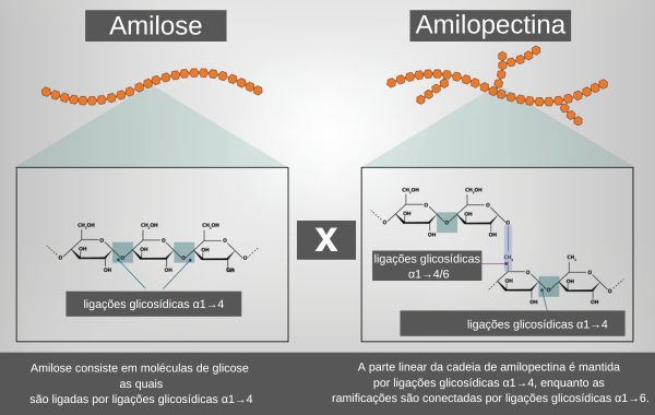 Estruturas moleculares da amilose e da amilopectina, polímeros do amido.