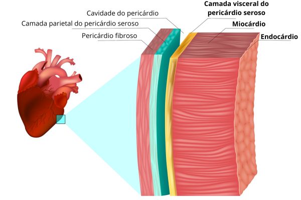 Camadas do pericárdio e também do coração humano.