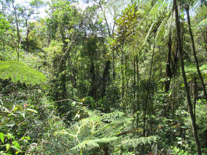 Mata Atlântica, região de ocorrência do bioma Floresta Tropical, um dos biomas do mundo.