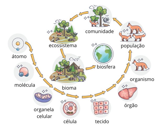 Ilustração mostrando os 12 níveis de organização da Biologia para mostrar os níveis de organização da Ecologia.