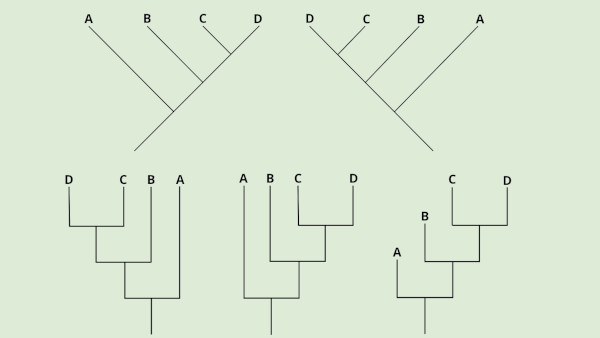 Exemplos de cladogramas.