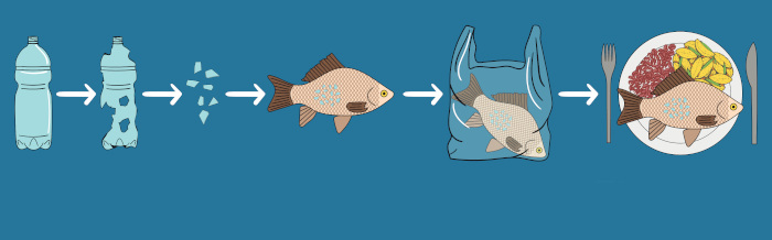Ilustração mostrando como os microplásticos chegam até nós por meio da alimentação de animais marinhos.