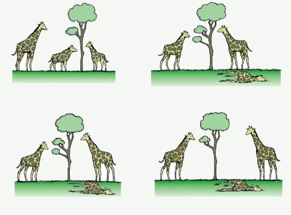 Ilustração mostrando como o pescoço das girafas ficou mais longo, uma das evidências da teoria da evolução de Charles Darwin.