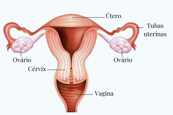 Órgãos internos do sistema reprodutor feminino.