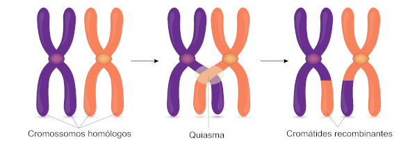 Ilustração mostrando o crossing-over, por meio do qual os cromossomos homólogos auxiliam na recombinação genética.