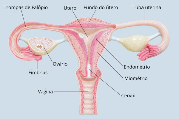 Ilustração mostrando os órgãos internos do sistema reprodutor feminino.