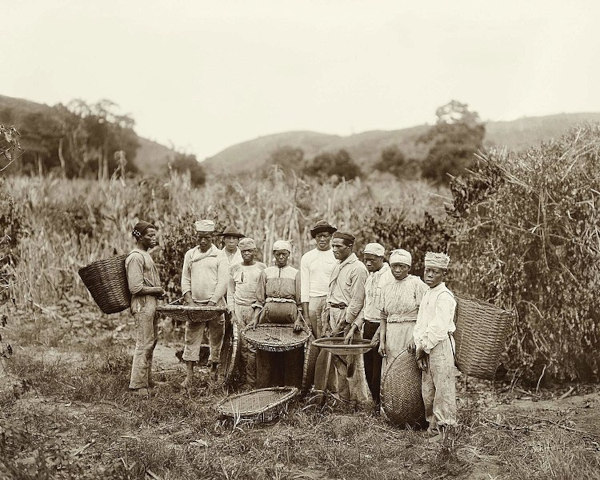 Fotografia de escravos trabalhando em uma fazenda de café.
