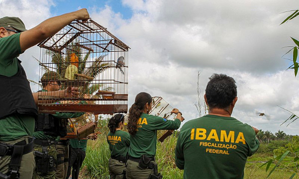 Funcionários do Ibama libertando aves em ação contra a biopirataria.