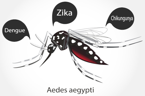 Ilustração mostrando o Aedes aegypti e indicando as principais doenças da qual ele é vetor: dengue, Chikungunya e zika.