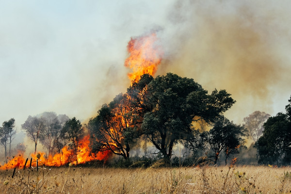 Árvore sendo consumida pelas chamas, um exemplo de reação de combustão, um dos tipos de reação química.