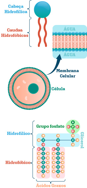 Estrutura química dos fosfolipídios e organização da membrana celular.