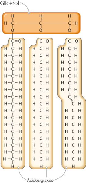 Estrutura química de um triglicerídeo, um tipo de lipídio.