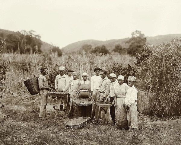 Pessoas negras em plantação de café, em 1882, em texto sobre ciclos econômicos do Brasil.