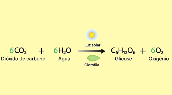 Equação química da fotossíntese, parte do ciclo do oxigênio.