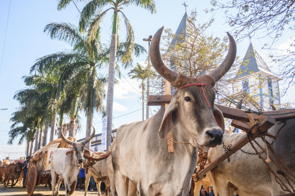  Romaria com os carros de boi, uma das tradições mais importantes da Festa do Divino Pai Eterno, em Trindade.