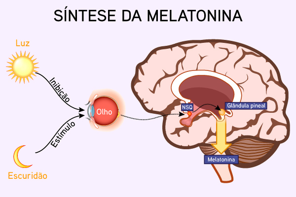 Produção de melatonina, o hormônio do sono.