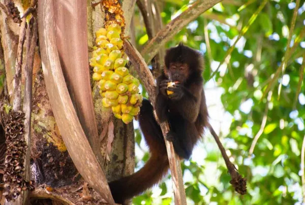 Macaco-prego, um exemplo de espécie da fauna da Caatinga.