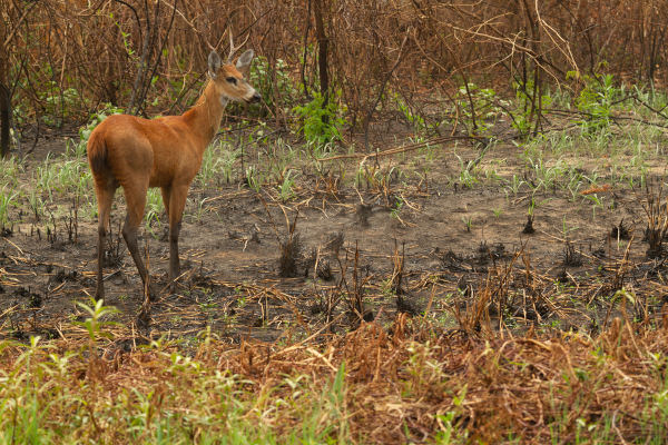 Cervo-do-pantanal em um ambiente no qual ocorreram queimadas no Pantanal.