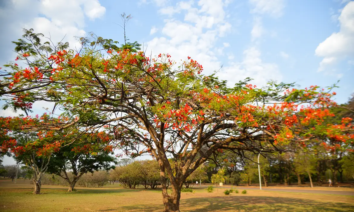 Árvore florida na Primavera