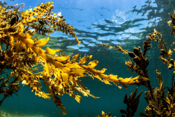 Algas marrons no oceano