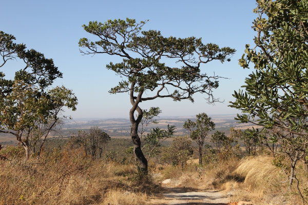 Cerrado, um dos tipos de vegetação do Brasil.