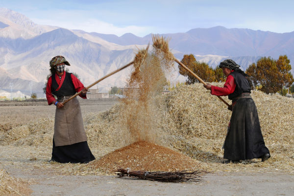 Mulheres realizando a prática da agricultura no Tibete.