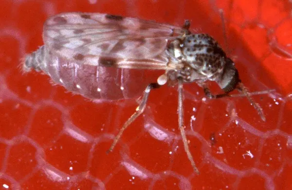 Mosquito transmissor da febre do oropouche