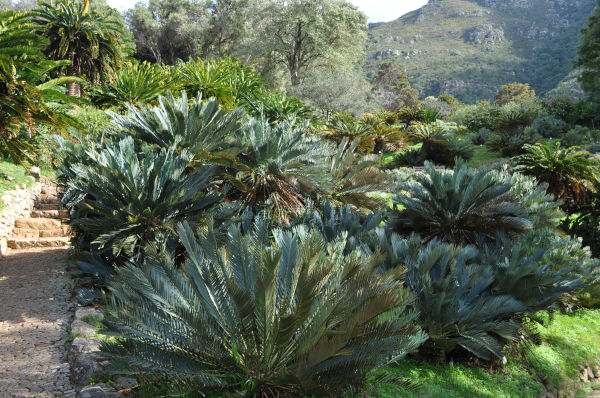 Gimnospermas Cycadophytas arbustivas.