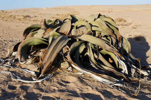 Planta gimnosperma do gênero Welwitschia em uma região desértica.