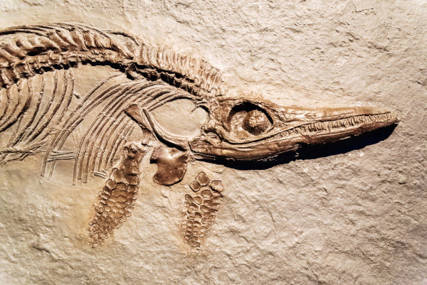 Fóssil de um animal, uma evidência da teoria da evolução.