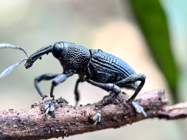 Dermáptera, conhecido popularmente como tesourinha. Gorgulho (inseto com G)