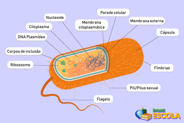 Representação gráfica da estrutura de uma bactéria, organismo do reino Monera.