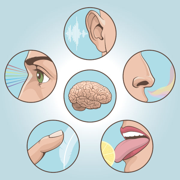 Ilustração de órgãos do sistema sensorial em volta de um cérebro. [imagem_principal]