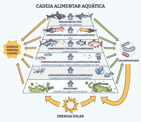 Níveis tróficos e organismos da cadeia alimentar aquática.