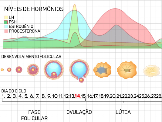 Esquema ilustrativo dos níveis de hormônios em um ciclo menstrual de 28 dias.