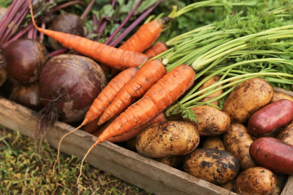 Cenoura, beterraba, batata-inglesa e batata-doce, alimentos de origem vegetal.