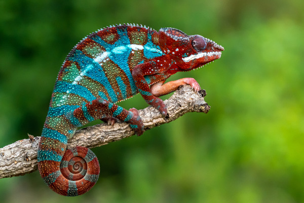 Camaleão-pantera (Furcifer pardalis), um dos tipos de camaleão.