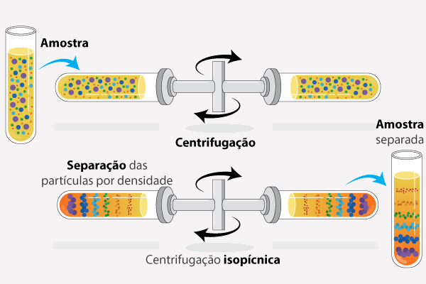 Processos de centrifugação isopícnica por gradiente de densidade.