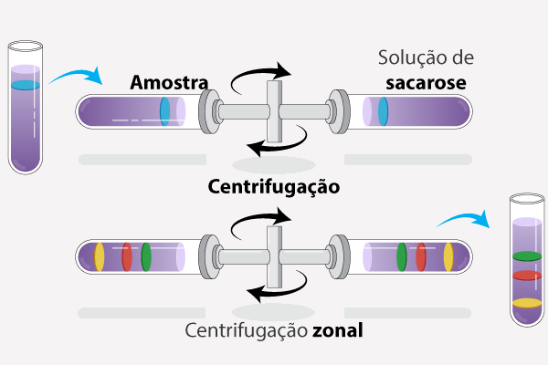 Processos de centrifugação zonal por gradiente de densidade.