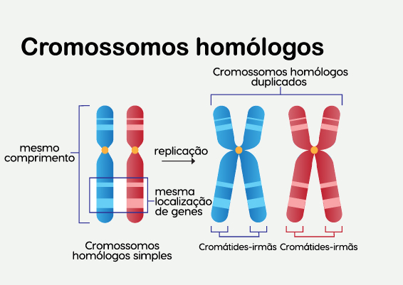 Esquema ilustrativo da estrutura de um par de cromossomos homólogos.