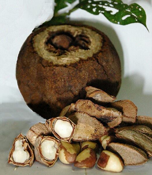Frutos de uma castanheira, fonte de produtos do extrativismo vegetal.
