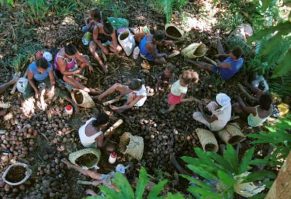 Mulheres reunidas quebrando coco babaçu em Tocantins, uma atividade do extrativismo vegetal.