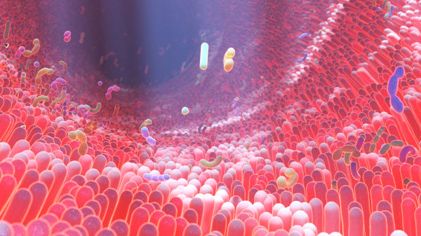 Ilustração de diversas bactérias na microbiota intestinal, seres procariontes.