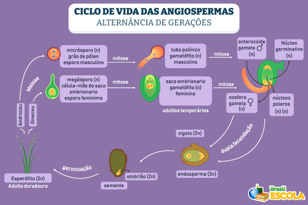 Ciclo de vida das angiospermas com alternância de gerações.
